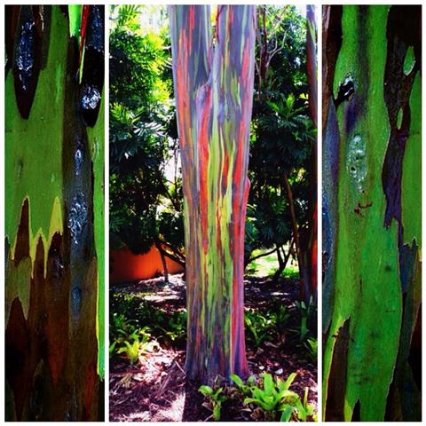 จำหน่ายต้นยูคาลิปตัสสายรุ้ง Rainbow Eucalyptus เจ้าแรกและเจ้าเดียวในประเทศไทย