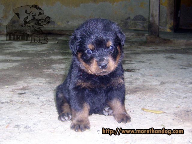     Male Puppy Rottweiler (Rottweiler) from the farm.