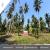 ขายที่ดินพร้อมสวนมะพร้าว ราชบุรี พื้นที่ 40 ไร่ 3 งาน 20 ตร.ว (DD001709)