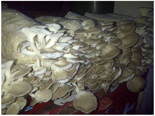    Bhutanese believed mushrooms.