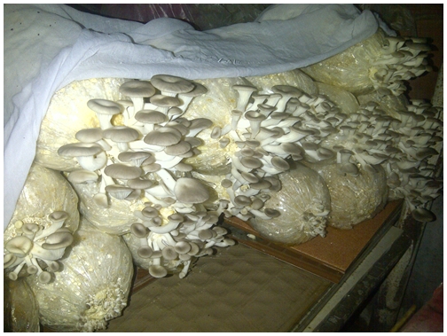   Bhutanese believed mushrooms.