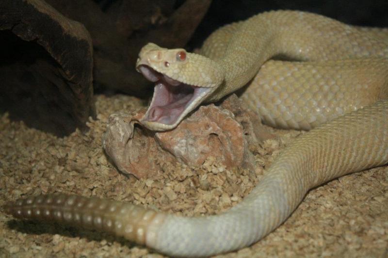 งูหางกระดิ่งเผือกตาแดง Albino western diamond-back rattlesnake 16,000