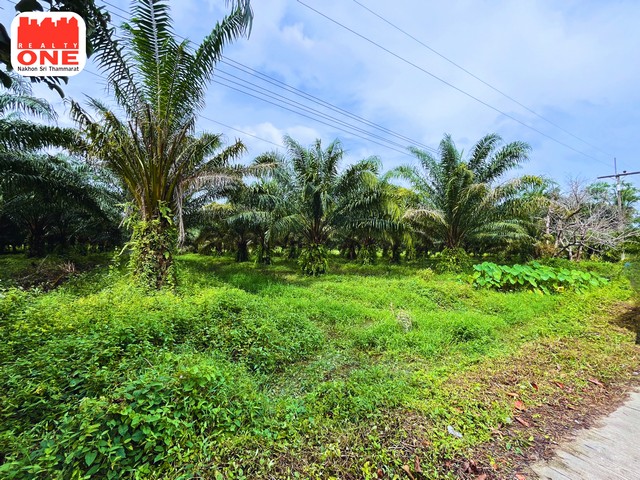 ที่ดินสวนปาล์ม เนื้อที่ 3-3-58 ไร่ ปาล์มจำนวน 100 ต้น อายุ 4-5 ปี ผลผลิตครั้งละ 1 ตัน ห่างจากโรงเรียนบ้านขุนทะเล เพียง 700 เมตร