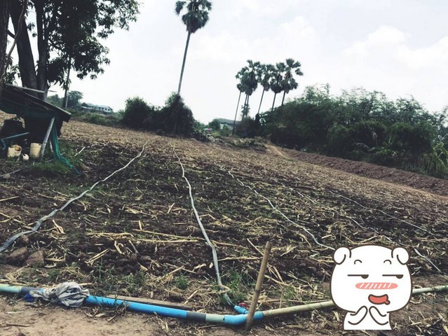 เริ่มศักราชใหม่2025กับทรัพย์ที่ดี  ขายที่สวยติดแม่น้ำน่าน ชุมแสง  จ.นครสวรรค์ 300000 บาท.วิวแม่น้ำเกษตรดีงามสวยสมบูรณ์