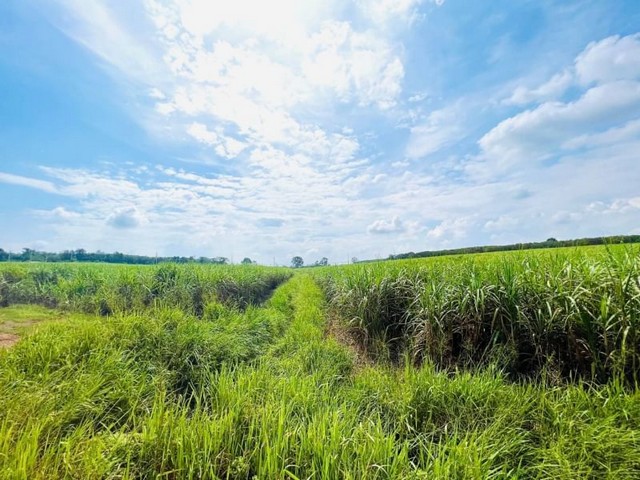 TEL : 092-288 9359 Ms. DanitaLine : https://line.me/ti/p/yxo92dHWP1รายละเอียด - เนื้อที่ดิน 210 ไร่ 1 งาน 26 ตรว.-  สีเหลือง (เขต EEC ฟรีโซน)- ติดถนน 6 เลนส์ สาย 344 (ชลบุรี - แกลง)ที่ดินสวย ระดับเดียวกับถนน ไม่ต้องถม มีไฟฟ้า มีน้ำประปา ครบสถานที่ใกล้เคียง:- ใกล้ที่ทำการขนส่งหนองใหญ่- แหล่งฟรีโซน นิคมอุตสาหกรรม- ใกล้นิคมอุตสาหกรรม WHA 1 และ 3- ใกล้นิคมอุตสาหกรรมโรจนะหนองใหญ่ (นิคมใหม่)- ใกล้นิคมอุตสาหกรรมอีสเทิร์นซีบอร์ด จ.