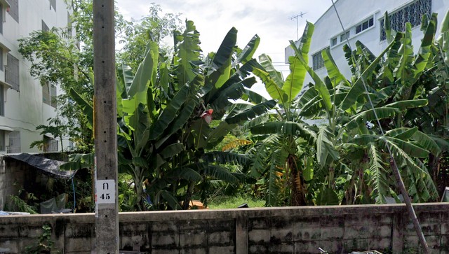 ที่ดินสี่เหลี่ยมผืนผ้า พื้นที่สวย ติดถนน ซอยอ่อนนุช 46 (ซ.ศรีนครินทร์ 38) ติดกับ BNN Apartmentทะลุได้หลายเส้นทาง เหมาะสำหรับสร้างพาร์ทเมนต์หรือสร้างทาวน์เฮาส์ขายแปลงติดกันเป็นหอพัก คนเช่าเต็มตลอด เนื่องจากเป็นพื้นที่ทางผ่านที่คนสัญจร ตลอดเวลาเหมาะสำหรับนักพัฒนาอสังหาริมทรัพย์- สามารถสร้างทาวน์เฮ้าส์ หรือ สร้างหอพักราคาขาย ตรว.ละ 60,000 บาทแปลง 6,000,000 บาทสถานที่ใกล้เ