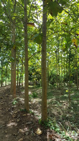 ขายที่ดิน 6ไร่ 1 งาน 85 ตารางวา ตำบลทุ่งน้าว อำเภอสอง แพร่