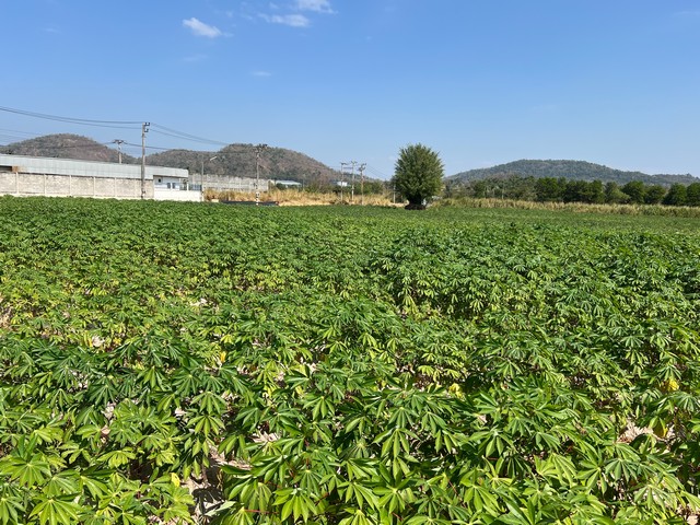 ขายที่ดิน 15 ไร่ 3 งาน 22 ตารางวา ต.เขาคันทรง อ.ศรีราชา จ.ชลบุรี