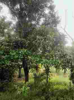 ขายที่ดินเปล่าติดถนน ทำเลทอง อำเภอหนองเสือ  จังหวัดปทุมธานี