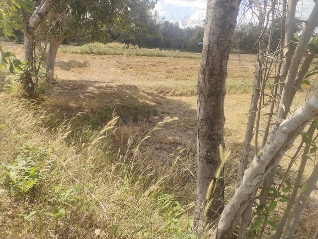 ขายที่นา น.ส.3ก. เจ้าของขายเอง  ตำบลข้าวปุ้น อำเภอกุดข้าวปุ้น อุบลราชธานีที่ตั้ง : ตำบลข้าวปุ้น อำเภอกุดข้าวปุ้น อุบลราชธานีhttps://maps.app.goo.gl/V86o53ZUox9nNed88ขนาดพื้นที่ : 15 ไร่ 2 งาน รายละเอียดที่นา น.ส.3ก.(ยังไม่ขึ้นโฉนด)ตั้งอยู่บ้านโนนหอม(ติดลำห้วย/ติดถนนจากอ.กุดข้าวปุ้นไปบ้านโนนหอม)ห่างจากอ.กุดข้าวปุ้น3 ก.ม.หน้ากว้างด้านติดถนนประมาณ100เมตรสถานที่ใกล้เคียง- วัดป่าศิลาราม อุบลราช