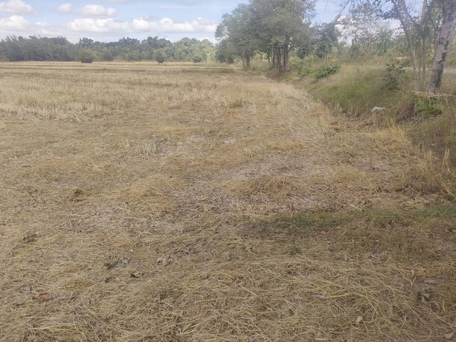 ขายที่นา น.ส.3ก. เจ้าของขายเอง  ตำบลข้าวปุ้น อำเภอกุดข้าวปุ้น อุบลราชธานี