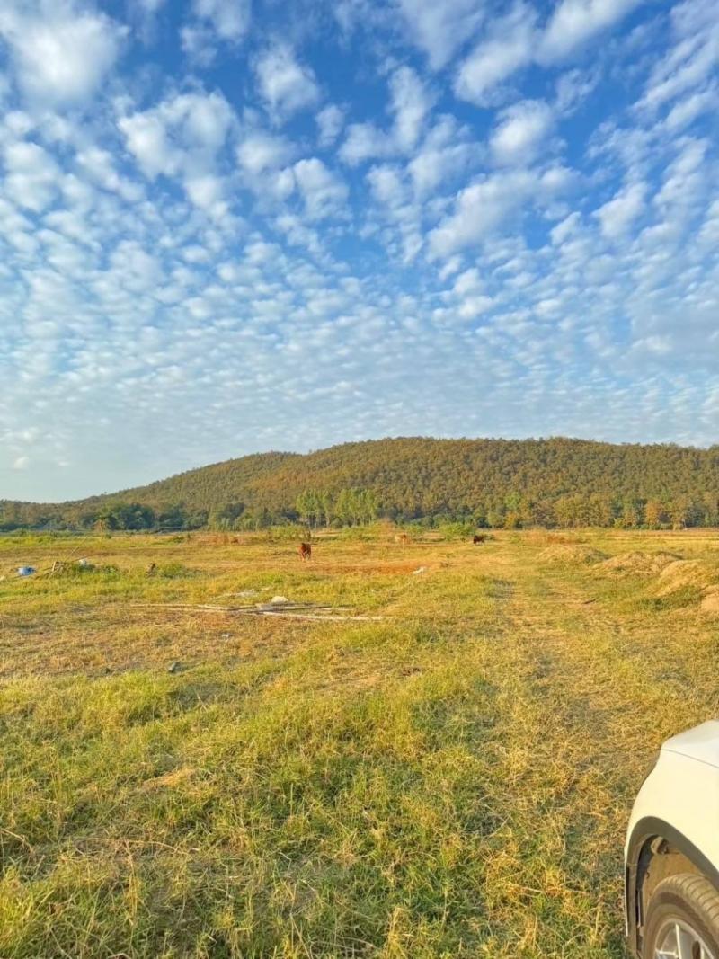 โซนสันกำแพง ขายที่ดินเปล่าตรว.ละ 6,500 บาท 4-3-42 ตารางวา (1,942 ตรว.) ร้องวัวแดง ล้อมรอบด้วยธรรมชาติ เดินทางสะดวก ไปสนามบิน 40 นาที