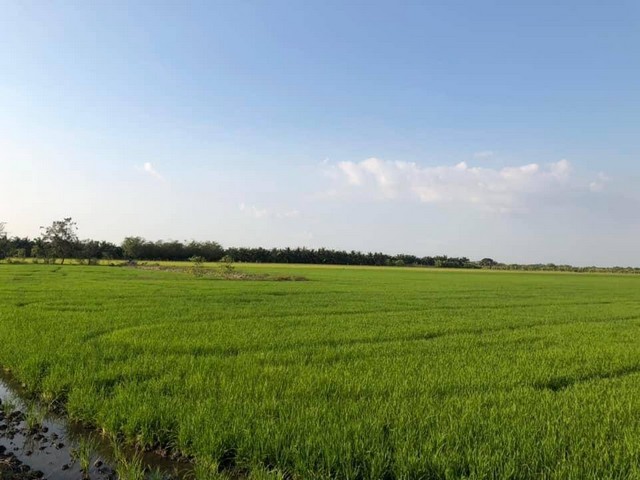 เลือกซื้อมีทรัพย์รับลมหนาว ขายที่ดิน ต.บ่อเงิน อ.ลาดหลุมแก้ว  ปทุมธานีไร่ละ 800000 โทร 083-7124115