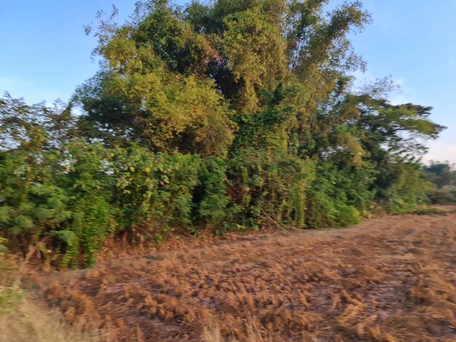 เลือกซื้อมีทรัพย์รับลมหนาว  ที่ติดแม่น้ำโขง ต.กุดบง อ.โพนพิสัย จ.หนองคาย  หลังติดแม่น้ำโขง ไร่ละ 2ล้านบาท โทร 096-882-1857