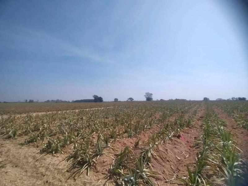 ขายที่ดินปลวกแดงระยอง บนเนื้อที่ 111 ไร่ ผังม่วงลาย หน้าที่ดินกว้างติดถนน 344  ม. ที่ดินไม่ต้องถม