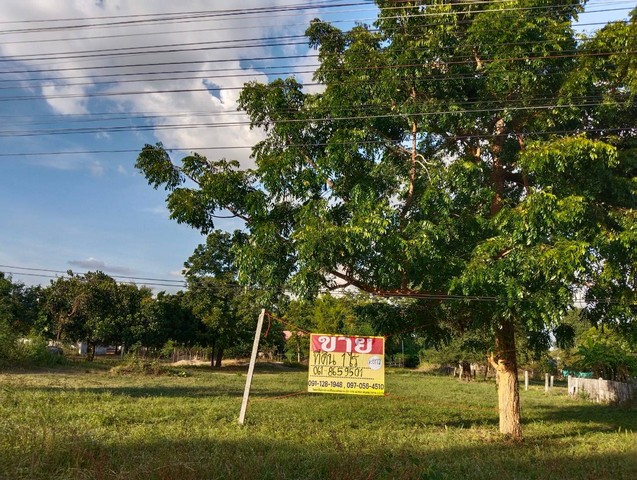 ขายที่ดินเปล่า1ไร่  แปลงสวยรูปสี่เหลี่ยมผืนผ้า  ติดถนน บ.สองพี่น้อง นางรอง จ.บุรีรัมย์   ZE781