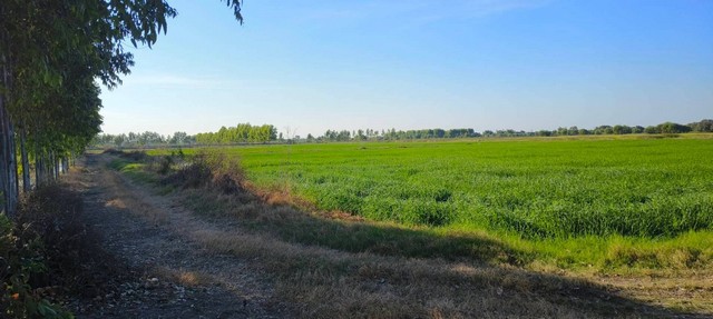 ขายที่ดินเปล่าเป็นนาข้าว  ซ.วัดเมืองใหม่ ถ.ฉะเชิงเทรา-กบินทร์บุรี (304) ต.เมืองใหม่ อ.ราชสาส์น จ.ฉะเชิงเทรา