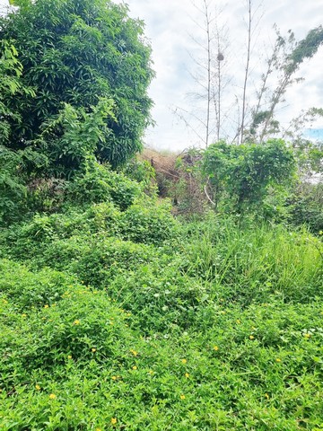 ขายที่ดินเปล่า 3 ไร่ ใกล้การไฟฟ้าส่วนภูมิภาคอำเภออินทร์บุรี และ ใกล้ร้านขนมเปี๊ยะแม่ศรีเมืองอินทร์บุรี