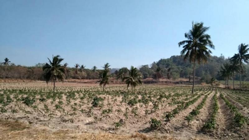 ขายที่ดินศรีราชา บนเนื้อที่​  58-2--37ไร่ ศรีราชา​ จ.ชลบุรี ผังสีเหลือง