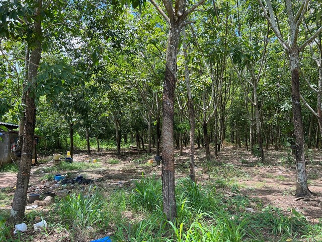 ขายที่ดิน10 ไร่  บ้านพุน้ำร้อน  ต.บ้านเก่า อ.เมือง จ.กาญจนบุรี ที่ตั้ง : ต.บ้านเก่า อ.เมือง จ.กาญจนบุรี 13.944257, 99.083634ขนาดพื้นที่ : 10 ไร่รายละเอียด เช่าราชพัสดุ ปัจจุบัน ปลูกยางพารา 400 ต้น เปิดหน้ายางแล้ว ขายน้ำยางได้เฉลี่ยปีละ 90,000-100,000 บาทสามารถเก็บไว้ขายคาร์บอนเครดิตได้ยางพารา 1 ไร่สามารถดูดซับคาร์บอนได้ถึง 2 ตัน/ปีที่ดินมองเห็นวิวภูเขาสวยสถานที่ใกล้เคียงใกล้ทางลงมอร์เ