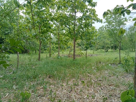 ขายที่ดิน  4 ไร่  ใกล้ ที่ว่าการอำเภอแม่ออน  จ.เชียงใหม่