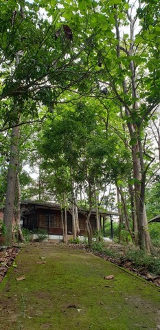 อาคารบ้านพัก 5-6 หลัง ทำเลดี เป็นเนินสวย ต้นไม้ใหญ่ แม่แรม