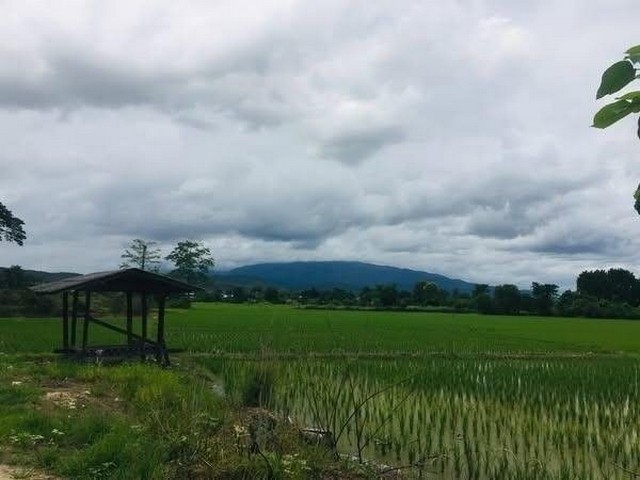 ที่ดินแปลงสวย วิวดอยสุเทพ สวนลำไย โซนน้ำแพร่        