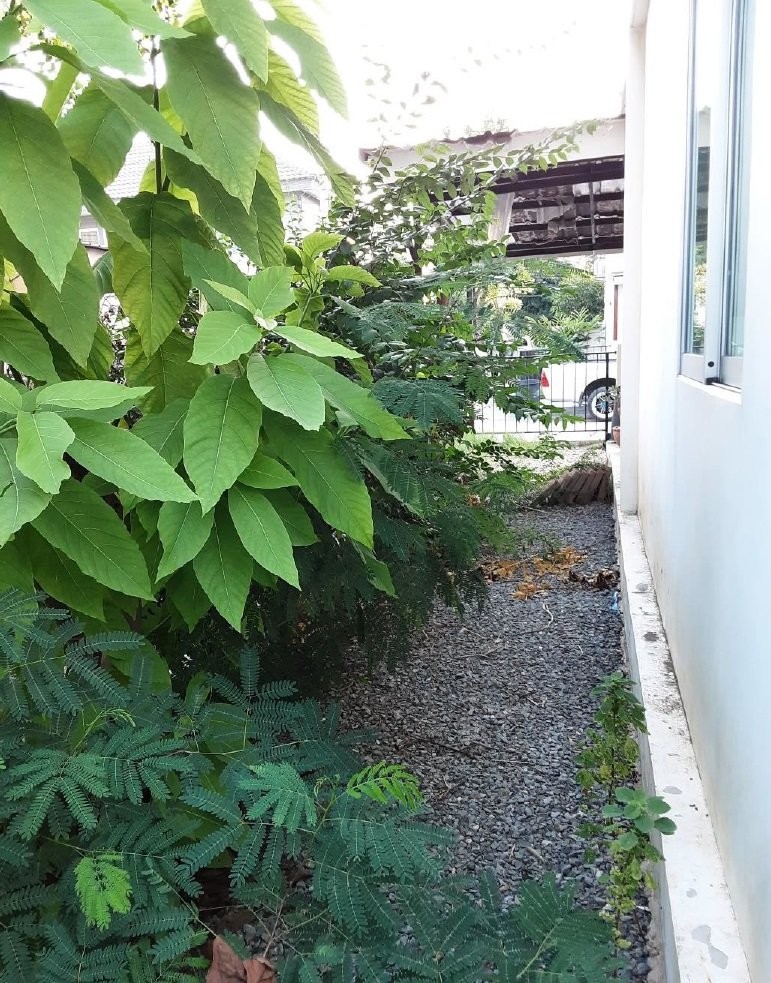 ขายทาวน์เฮ้าส์มือสอง อำเภอไทรน้อย จังหวัดนนทบุรี โครงการ บ้านพฤกษา 38/3 (ชัยพฤกษ์-วงแหวนฯ)