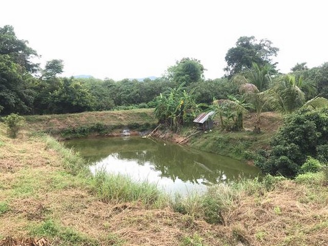 ขายที่ดินสวนลำไย 9ไร่ มีโฉนด 5ไร่ 2.7ลบ. ถนนคอนกรีต น้ำไฟพร้อม บ้านห้วยกาน ต.บ้านโฮ่ง อ.บ้านโฮ่ง ลำพูน