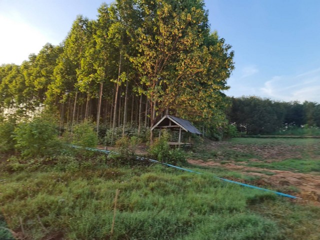 บ้านที่ดินทำเลดีที่ตั้งเยี่ยม  ที่ติดแม่น้ำโขง ต.กุดบง อ.โพนพิสัย จ.หนองคาย  หลังติดแม่น้ำโขง ไร่ละ 2ล้านบาท โทร 096-882-1857