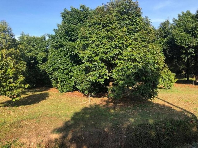 TEL : 092-288 9359 คุณดนิตาLine : https://line.me/ti/p/yxo92dHWP1รายละเอียด : สวนทุเรียน 104 ไร่ ต.ทุ่งเพล อ.มะขาม จ.จันทบุรีทุเรียนหมอนทอง 12 ปี 1,700 ต้นทุเรียนหมอนทอง 3 ปี 700 ต้นที่สวยน้ำดี ไฟดี มีคลองล้อมรอบสระน้ำ 2 ลูก ประมาณ 7 ไร่ห่างจากถนนดำ 5 ก.ม.ทางเข้าสวนเป็นถนน คอนกรีตขายยกแปลง 150 ล้านโฉนดลอย พร้อมโอนF-A11 