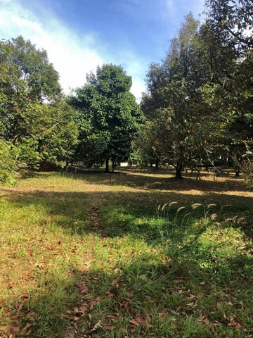 ขายสวนทุเรียน น้ำไฟพร้อม โซนทุ่งเพล อ.มะขาม จ.จันทบุรี FP-L0114