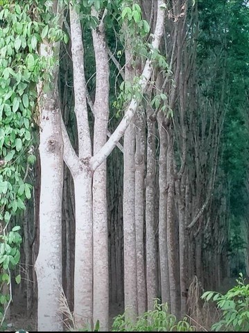 TEL : 092-288 9359 คุณดนิตาLine : https://line.me/ti/p/yxo92dHWP1รายละเอียด : ที่ดินพร้อมสวยผลไม้ ขนาด 1,104 ไร่ โซนต.ทุ่งเบญจา อ.ท่าใหม่ จ.จันทบุรีเป็นสวนยาง 70 % ของพื้นที่เป็นสวนผลไม้รวม 30% ของพื้นที่- มีเงาะ- มังคุด- ทุเรียน- ลองกองทางเข้าเป็นถนนลาดยางที่ดินติดถนนยาว 2 กมไร่ละ 450,000 บาท ราคาขาย 496,800,000 บาท F-A11 