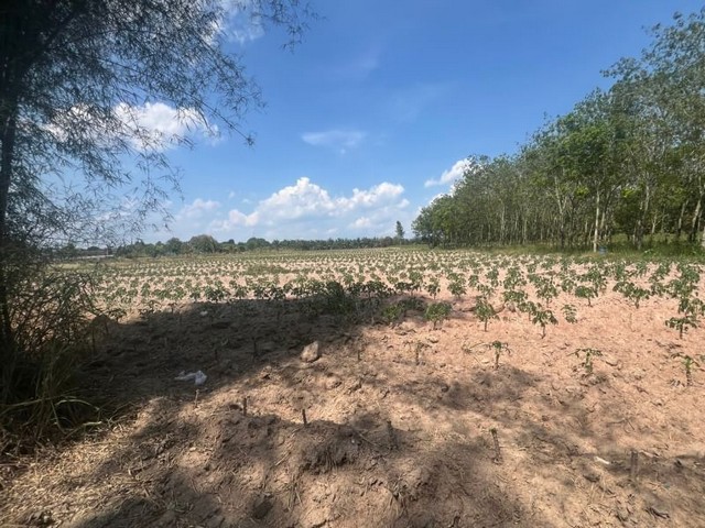 TEL : 092-288 9359 คุณดนิตาLine : https://line.me/ti/p/yxo92dHWP1รายละเอียด : ที่ดินแปลงสวย ขนาด 9-1-82 ไร่ ทำเลทอง ติดถนนลาดยาง หนองเสือช้าง หนองใหญ่ ชลบุรี ใกล้นิคมโรจนะหนองใหญ่ ขนาด 3,782 ตารางวา ประมาณ 5,820 บาท ต่อ ตรว.ขายเหมายกแปลงราคา 22,000,000 บาทค่าโอนเจ้าของที่ดินชำระทั้งหมดF-A13 (ก)