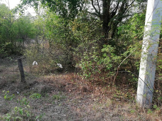 เน้นทรัพย์ดีราคาคุยกันได้  ขายที่สวยติดทางหลวง1107 บ้านตาก จ.ตาก คมนาคมสะดวก ไร่ละ 300000 ต.ตากตก อ.บ้านตาก  จ.ตาก  0837124115