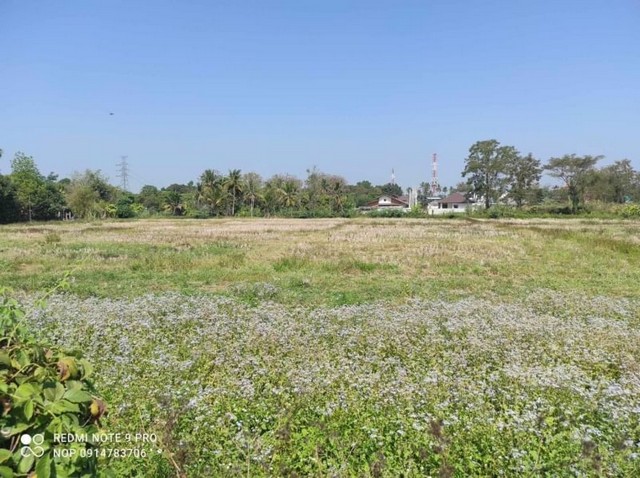 ที่ดินติดถนน เป็นที่นา วิวสวย สันทรายหลวง สันทราย