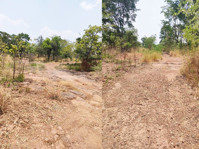 ขายที่ดินทำการเกษตร บรรยากาศดี ใกล้เขื่อนทีปังกร หนองบัวแดง จ.ชัยภูมิ