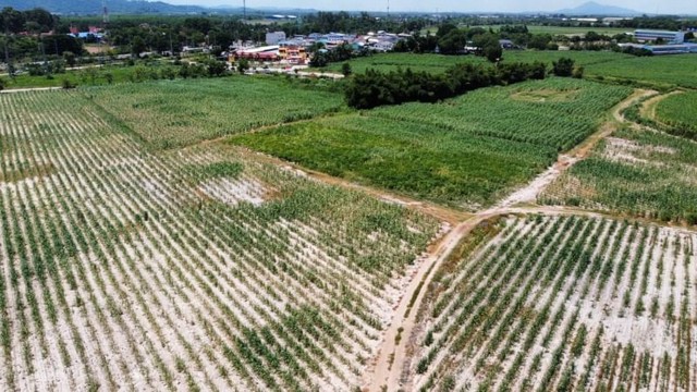 ขายที่ดินเปล่า แปลงสวย หนองไผ่แก้ว บ้านบึง ชลบุรี FP-L0230