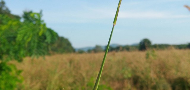 ขายที่สีม่วงเข้ม  7 ไร่เศษ  ต.มาบโป่ง อ.พานทอง จ.ชลบุรี