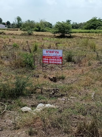 ขายด่วน มากๆๆๆ   ถูกสุดๆ  ที่สวย ที่ดินเปล่า  หนองอ้อ อำเภอบ้านโป่ง ราชบุรี