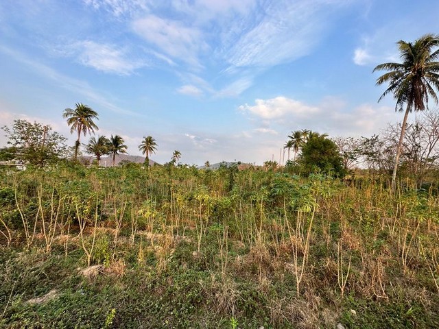 ขายที่ดิน 12 ไร่ เขาคันทรง ศรีราชา ที่ดินใกล้อุตสหกรรม ใกล้ถนน 331 TP-L1082