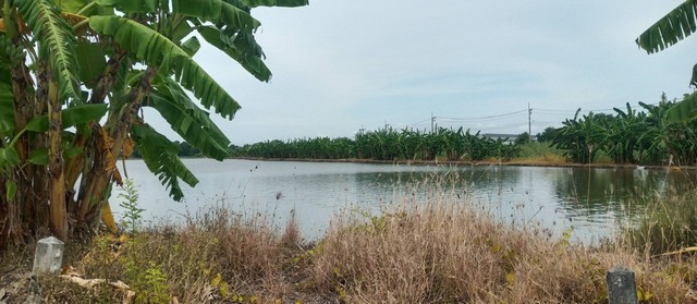 ขายที่สีม่วง 45 ไร่ ติดถนนใหญ่รถเทรเลอร์วิ่งสะดวก ใกล้ถนนเลียบมอเตอร์เวย์สาย 7 ต.บางนาง อ.พานทอง จ.ชลบุรี