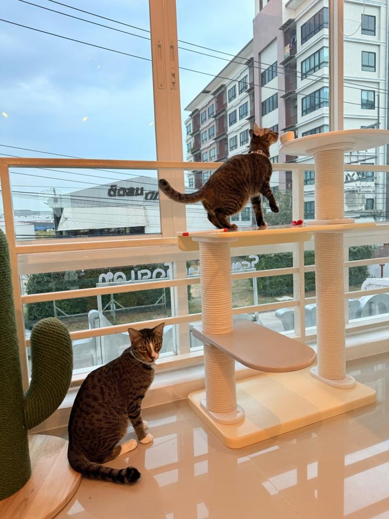 เซ้งโรงแรมแมว-อาบน้ำแมว เมืองชลบุรี หลังเซนทรัลชลบุรี หน้าร้านติด 7-11 ทำเลดีมาก