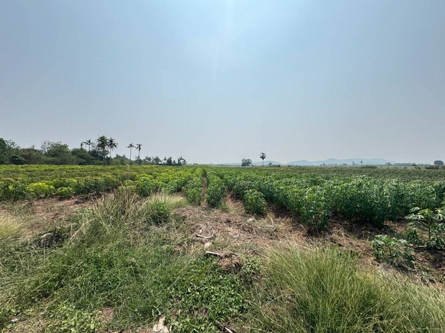 ขายที่ดินตำบลกลอนโดอำเภอด่านมะขามเตี้ย ที่ดินติดทางสาธารณะ ที่ดินวิวภูเขา