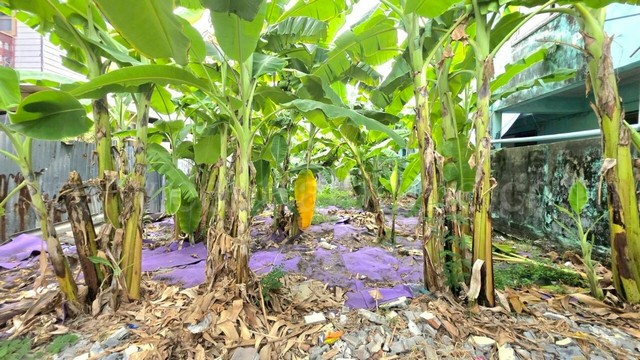 ที่ดินเปล่า 41 ตร.ว. ซอยอ่อนนุช 74 - สุขุมวิท 77 ทำเลดี ราคาถูก