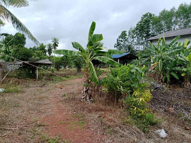 ที่ดินพร้อมสิ่งปลูกสร้าง เป็นโกดัง และบ้านนกอยู่ด้านหลังเก็บรังได้แล้ว นครศรีธรรมราช