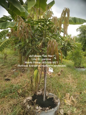 ขายที่ดินสวนผลไม้ ซ.แย้มผกา 2 (บางบอน 4) 236.60 ตร.ว. ราคา 5.9 ล้านบาท