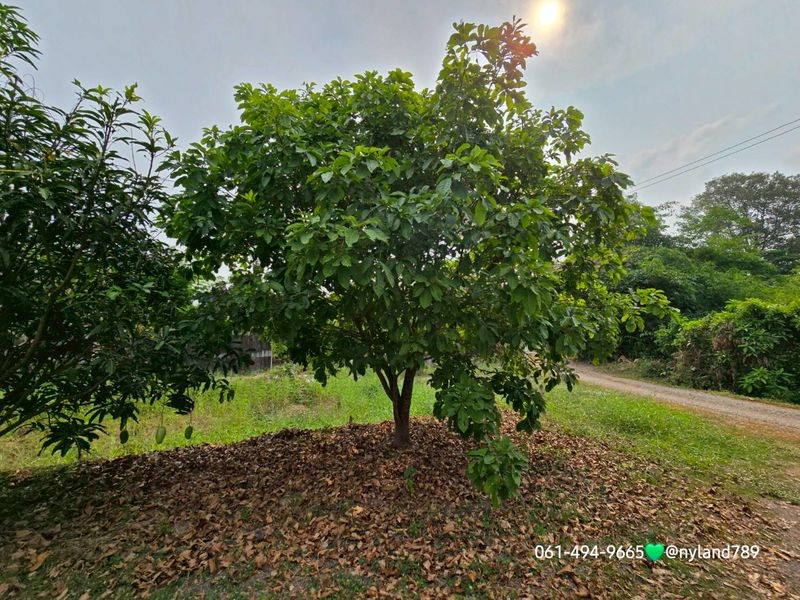 ขายที่สวนมะยงค์ชิด หลังตลาดนัดบ้านพริก 3 ไร่ 77 ตรว. ต.บ้านพริก อ.บ้านนา จ.นครนายก อยู่ในแหล่งชุมชน แต่เงียบสงบ