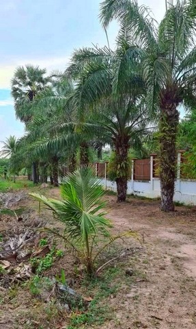 ขายที่ดินพร้อมสิ่งปลูกสร้างชลบุรี ที่ดินผังสีส้ม บนเนื้อที่   52-1-96  ไร่ โฉนดครุฑแดง