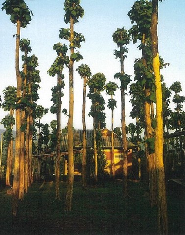 ขายด่วนๆ ที่ดินเปล่า 18 ไร่ ตำบลบ้านเป้า อำเภอแม่แตง จังหวัดเชียงใหม่ พร้อมสิ่งปลูกสร้าง